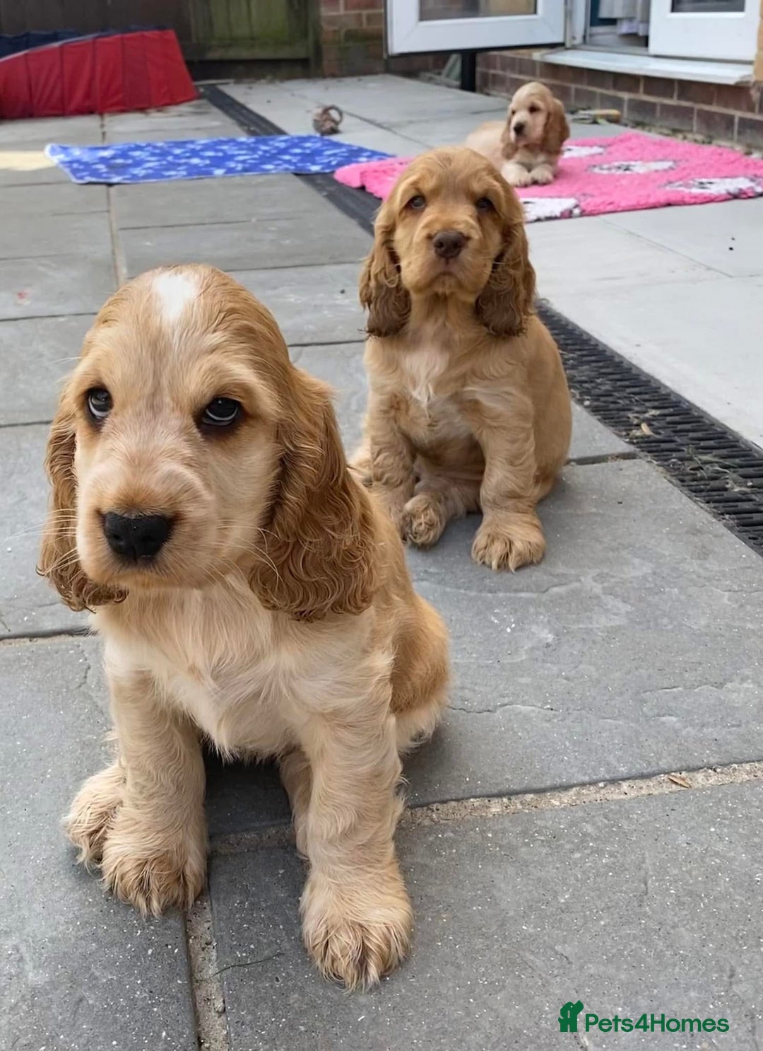 Cocker Spaniel dogs for sale: Waiting list open! KC reg Cocker Spaniel pups - Image 16
