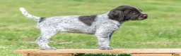 German Wirehaired Pointer dogs for sale: 1ST VACC GIVEN, HEALTH CHECKED KC REG GWP PUPS  - Advert 24