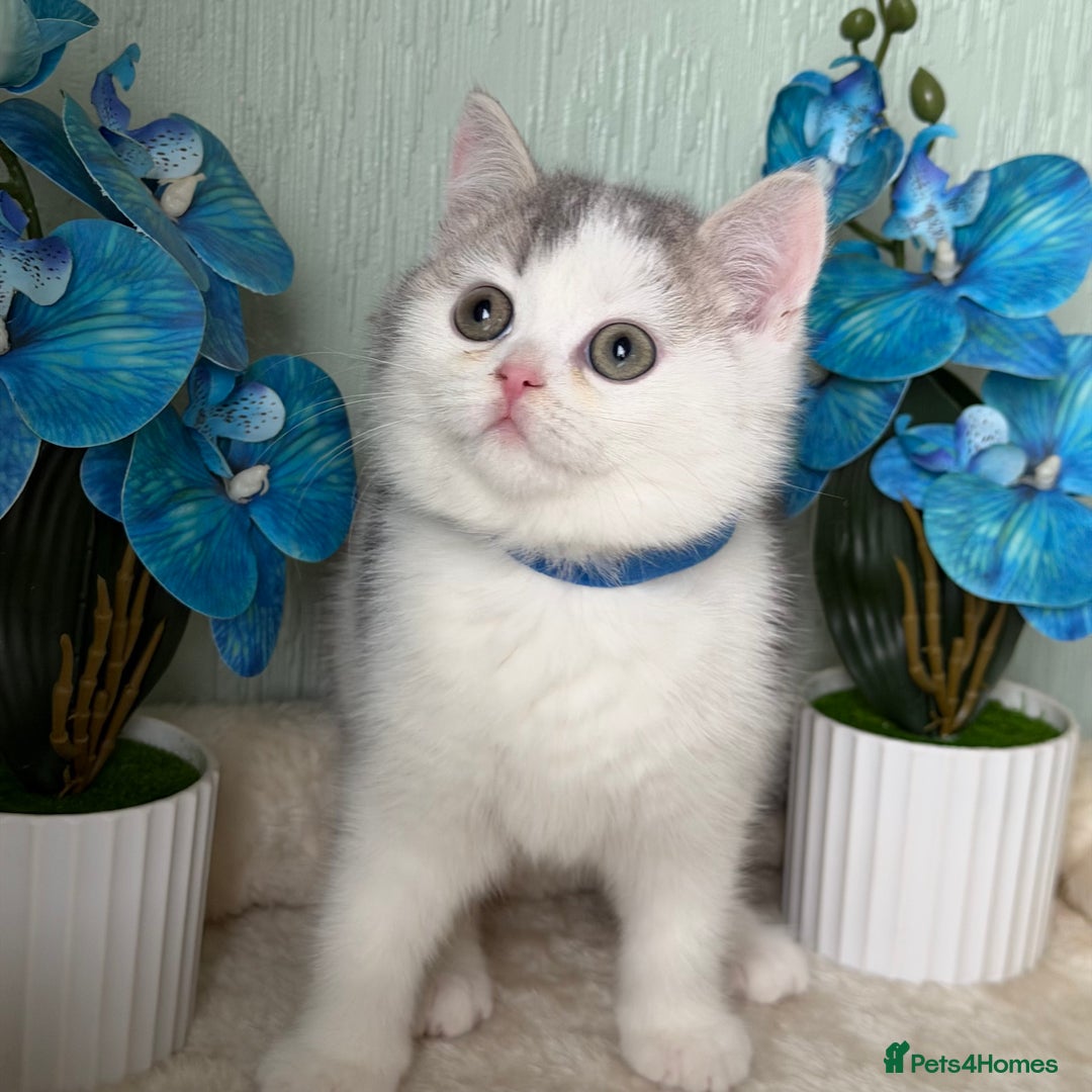 British Shorthair cats for sale: British shorthair golden tricolour TICA - Advert 5