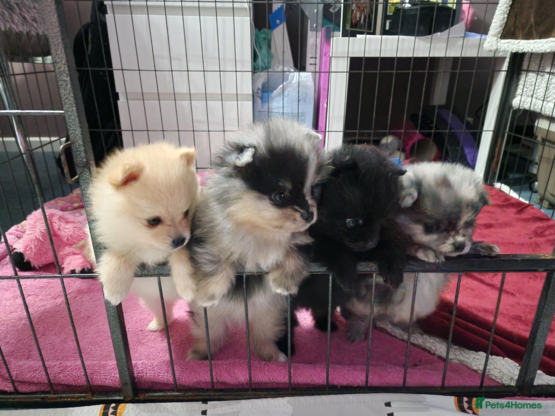 Pomeranian dogs Pomeranian Puppies for sale - Advert 2