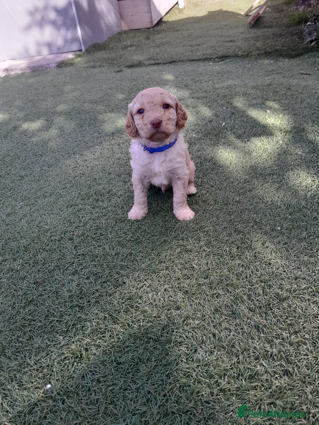 Labradoodle dogs for sale: Miniature Labradooles - Image 7