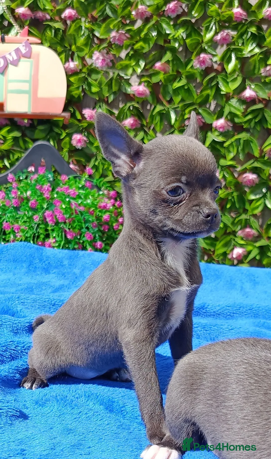 Chihuahua dogs for sale:  READY NOW KC REG 2 GIRLS HEALTH TESTED  - Advert 15