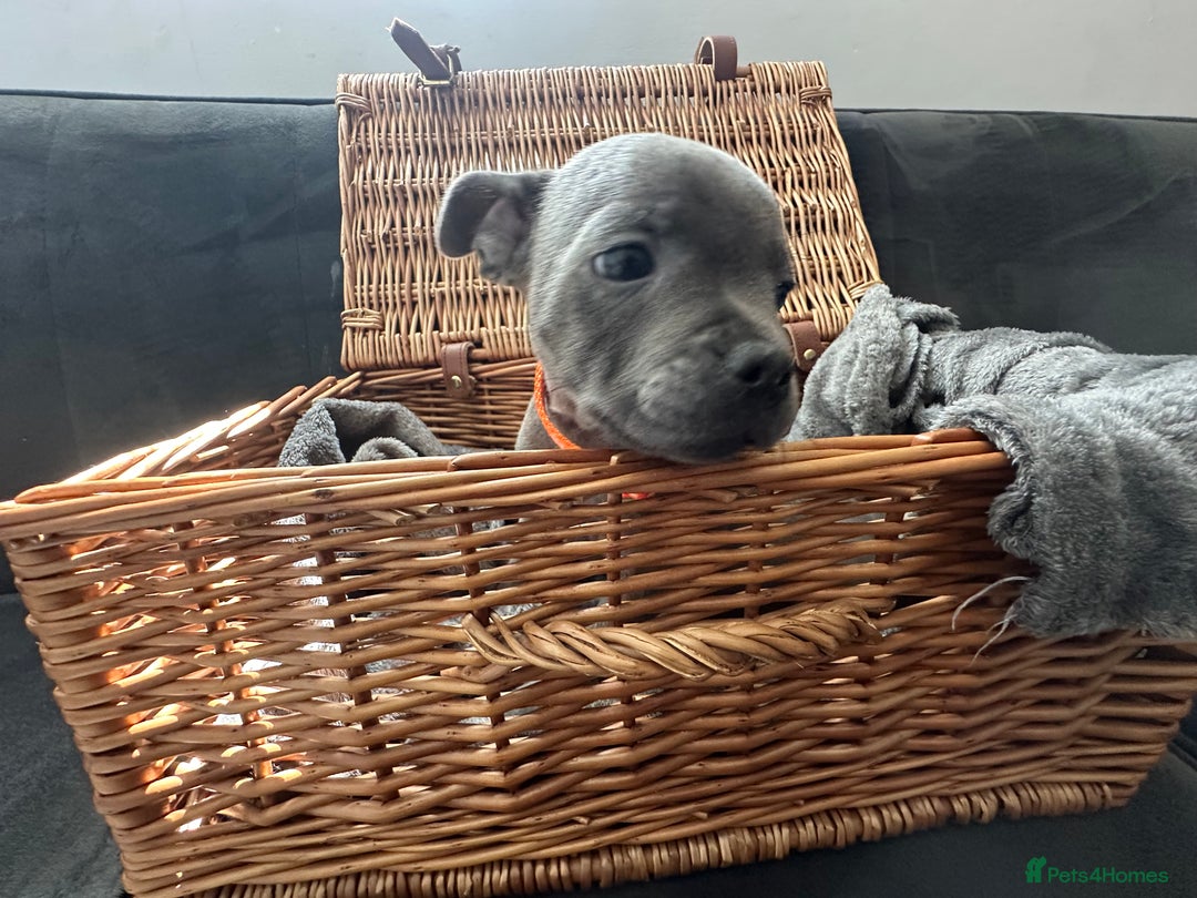Staffordshire Bull Terrier dogs for sale: Blue and Black Staffordshire Bull Terriers - Image 7