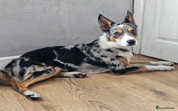 Border Collie dogs for sale: 16 month border collie  - Image 4