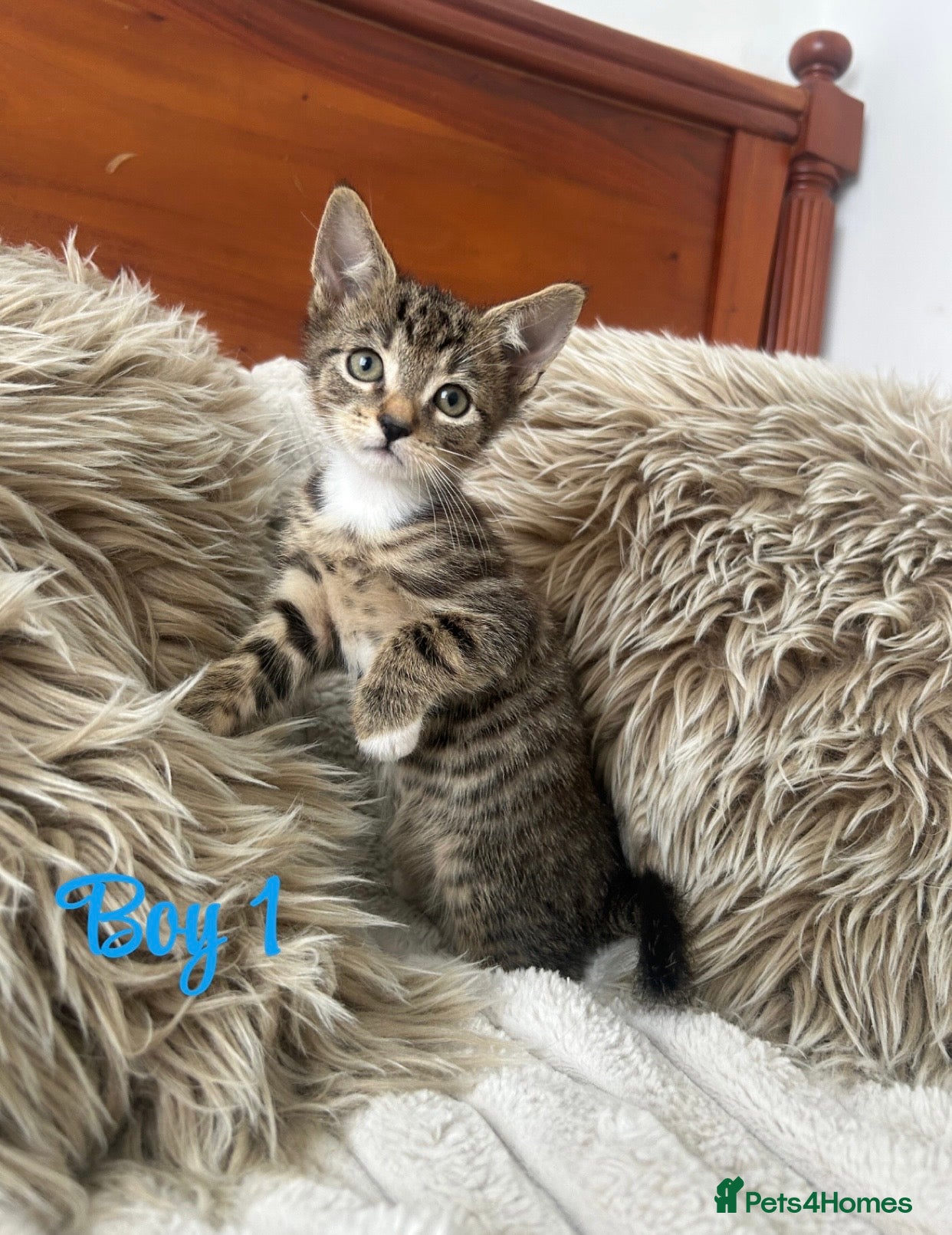 Mixed Breed cats Maincoon/tabby kittens 🐈‍⬛❤️ - Advert 1