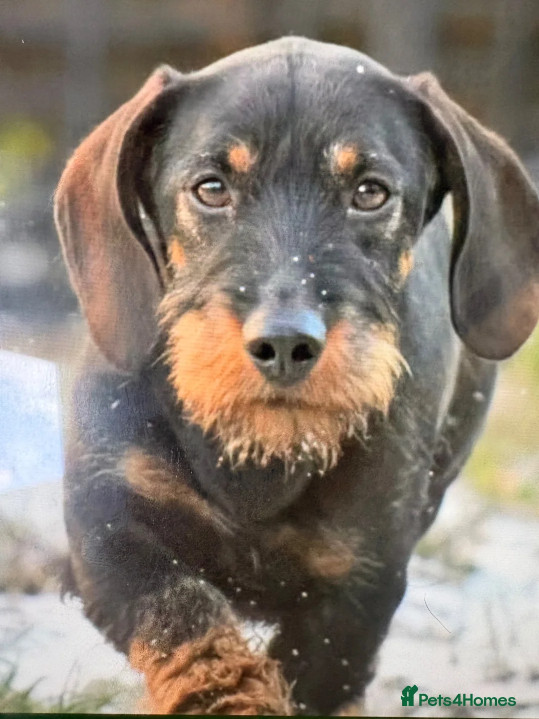 Dachshund dogs for sale: KC Registered wirehaired dachshund teckel puppies - Advert 11