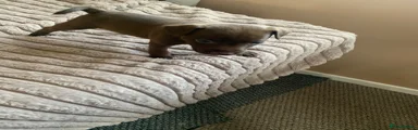 Patterdale Terrier Puppy 3