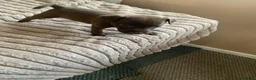 Patterdale Terrier dogs for sale: Patterdale terrier pups  - Advert 22