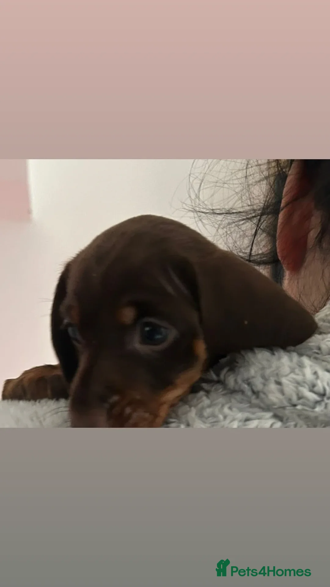 Dachshund dogs for sale: Dachshund puppies  - Advert 24