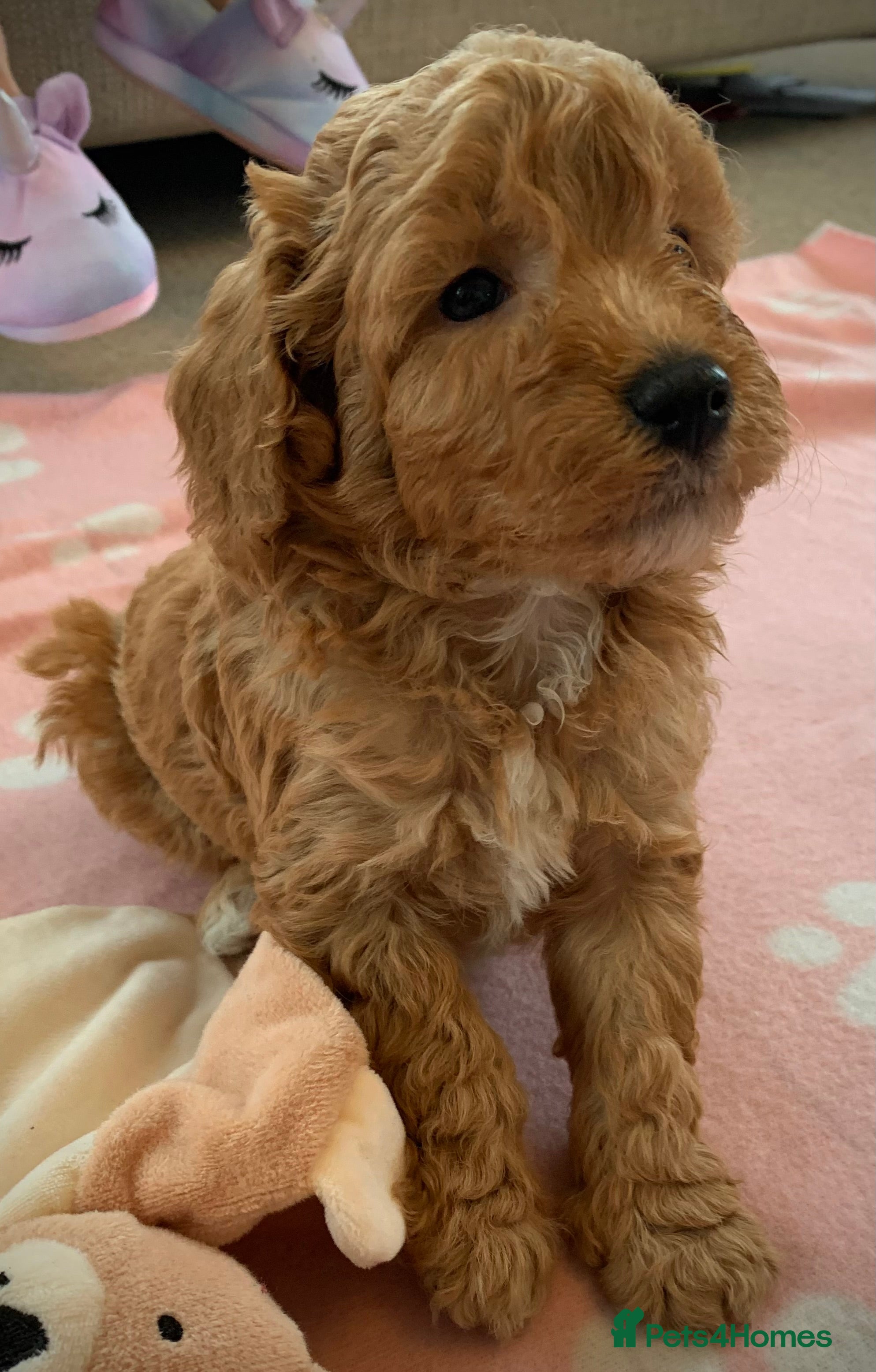 Cockapoo dogs Beautiful Cockapoo puppies - Advert 2