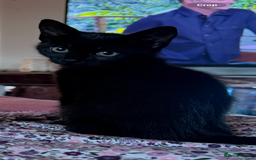 British Shorthair cats for sale: Black female kitten  - Advert 1