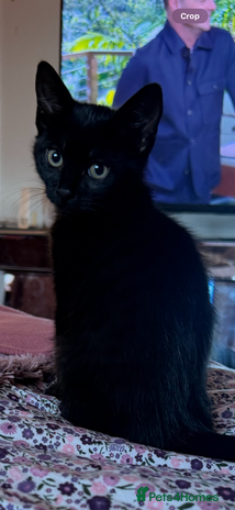 British Shorthair cats Black female kitten - Advert 1