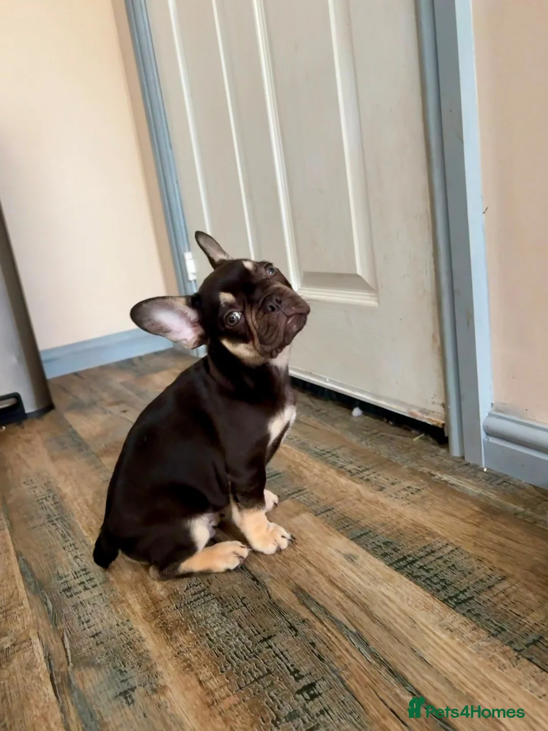 French Bulldog dogs for sale: Buster  in Cardiff - Advert 10