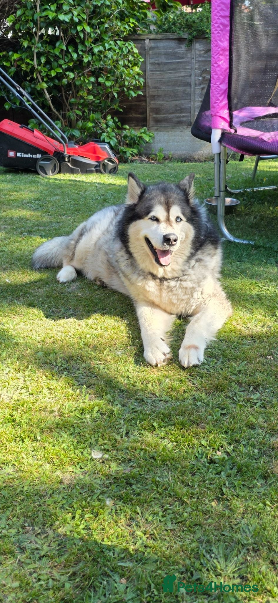 Alaskan Malamute dogs Female neutered Alaskcan Malamute  - Advert 4
