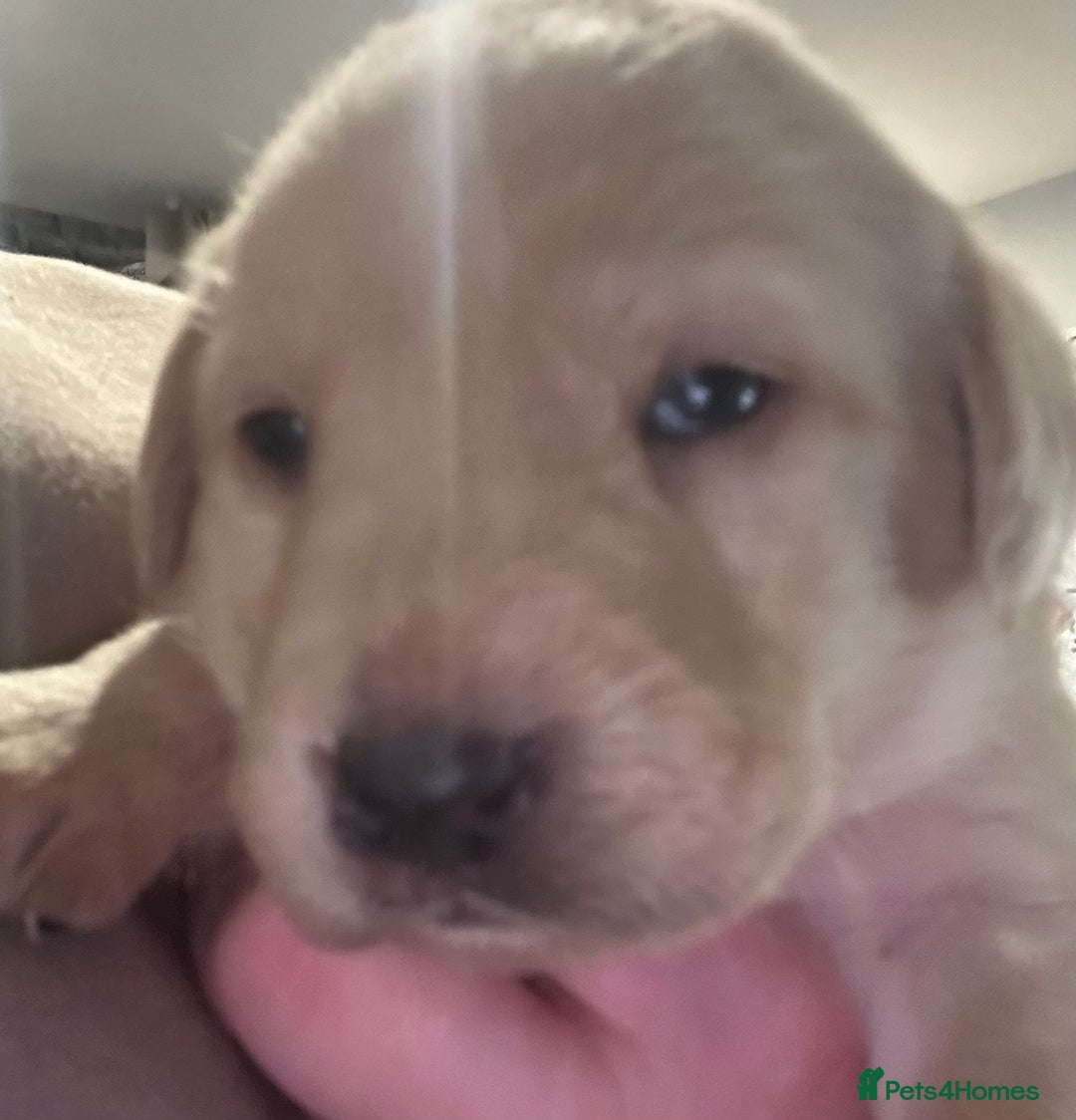 Labrador Retriever dogs for sale: Labrador - Advert 6