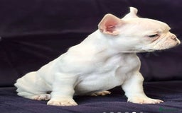 French Bulldog dogs for sale: Platinum French bulldog  - Image 2