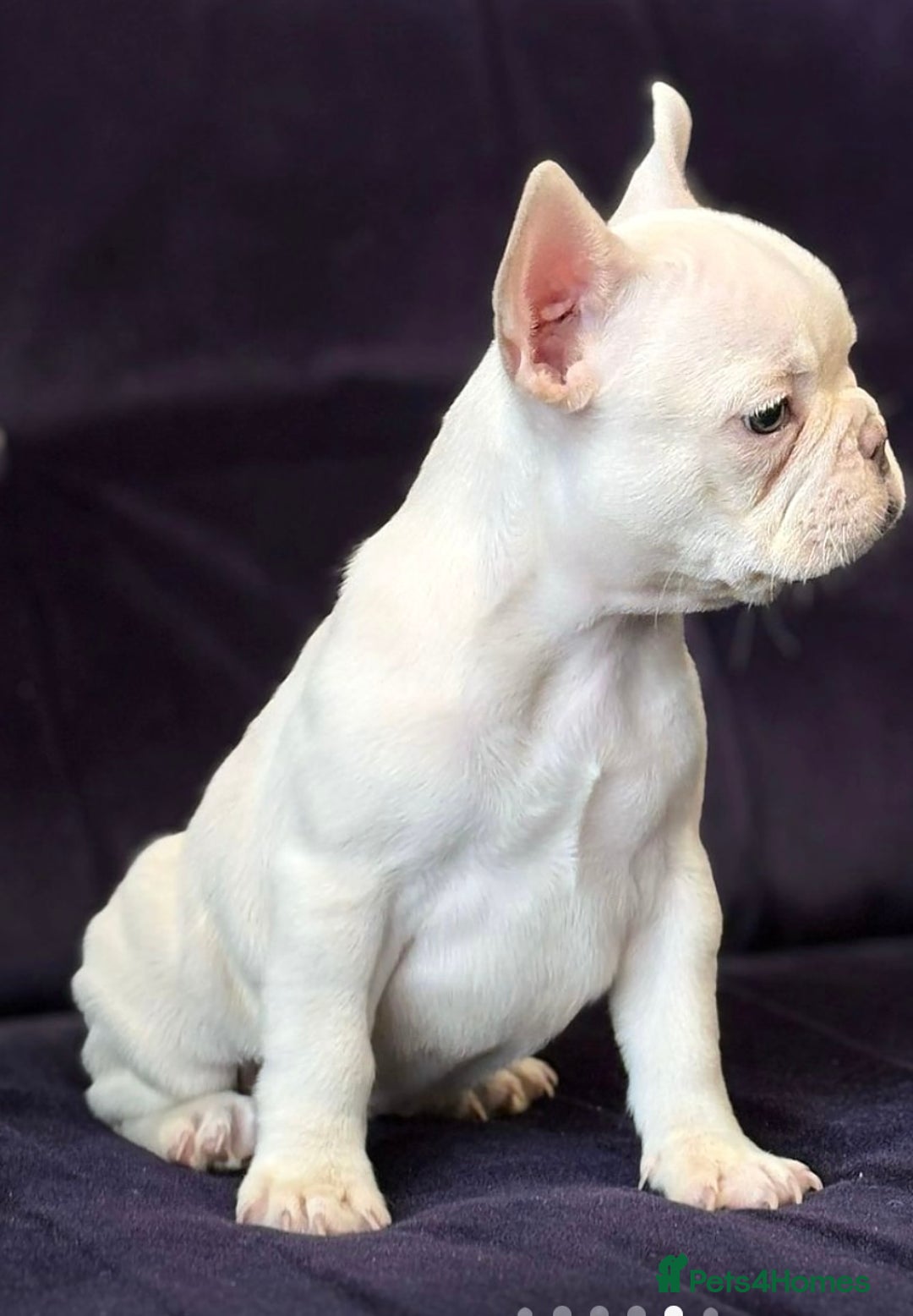 French Bulldog dogs for sale: Platinum French bulldog  - Image 2