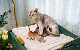 Abyssinian cats for sale: Silver Black Abyssinians-Champion TICA pedigree - Image 20