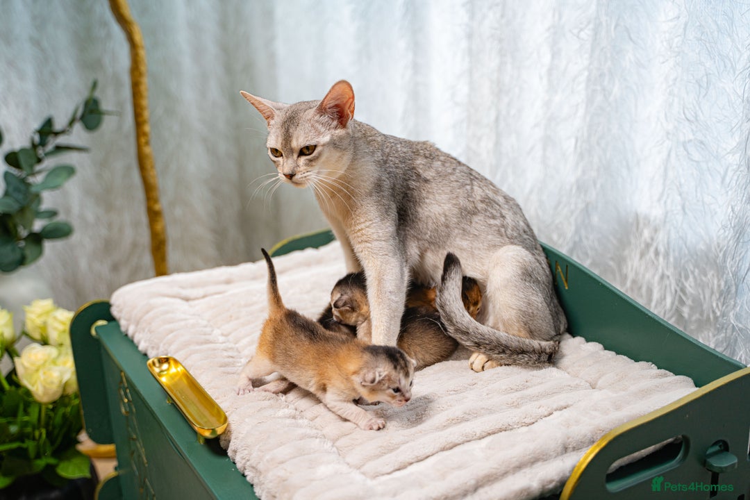 Abyssinian cats for sale: Silver Black Abyssinians-Champion TICA pedigree - Image 20