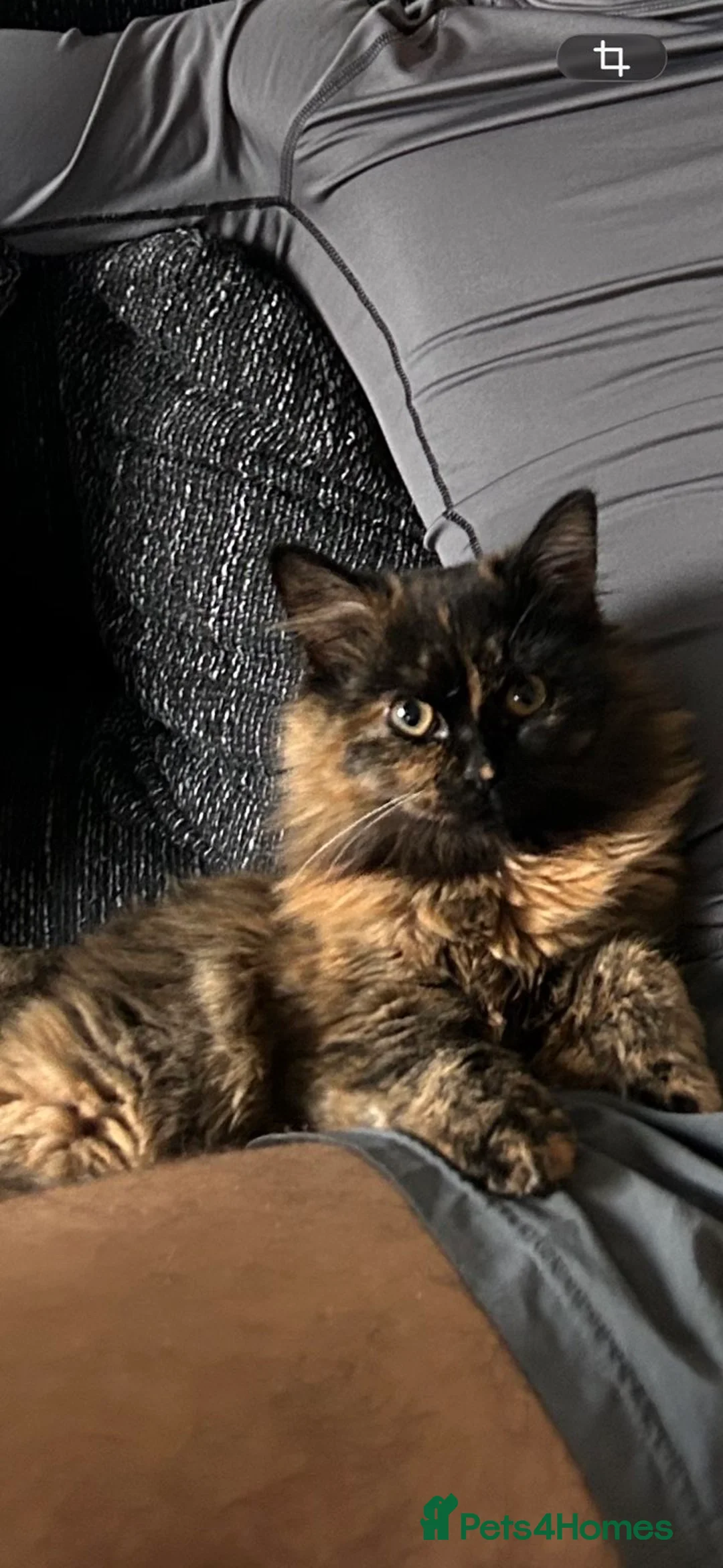 Mixed Breed cats for sale: 2 sister cats  in Liverpool - Advert 2