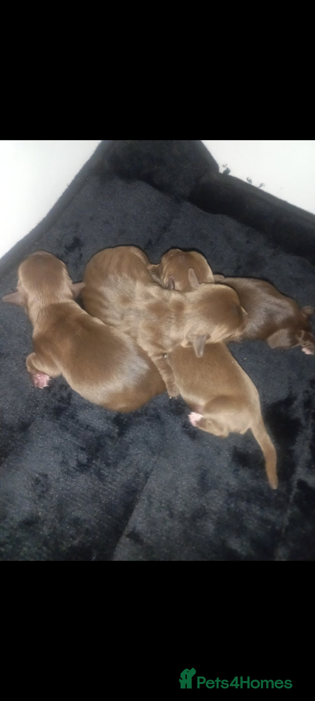Mixed Breed dogs for sale: Cockerjack puppies - Image 1