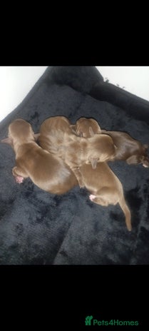 Mixed Breed dogs - Advert 6