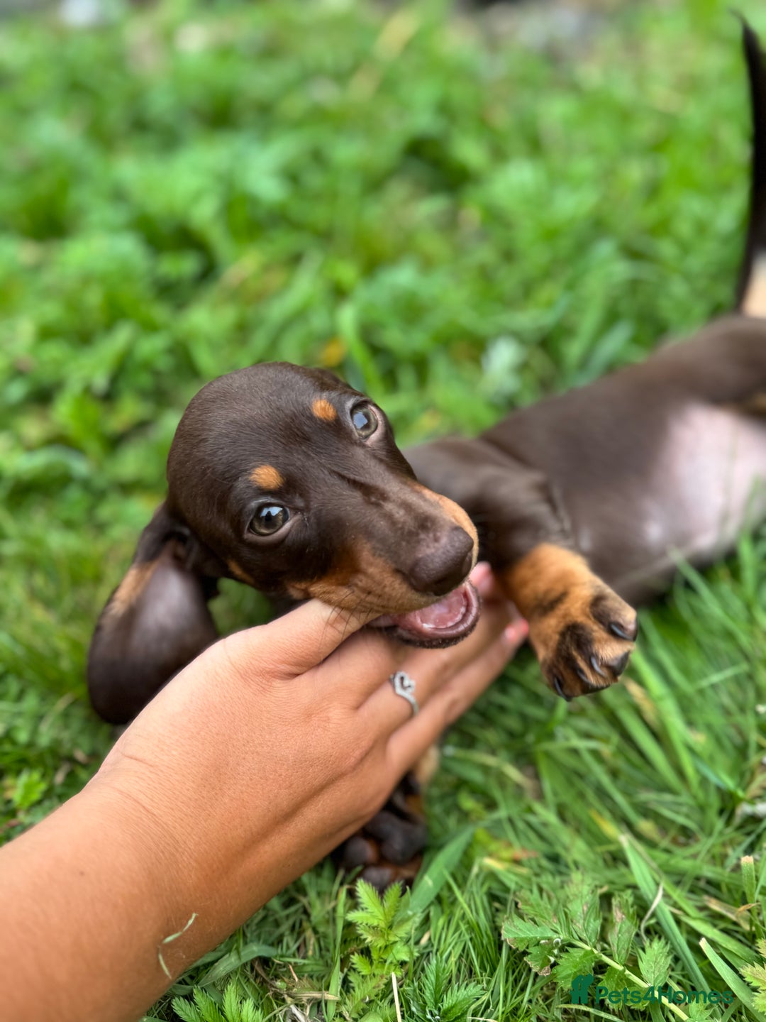 Miniature Dachshund dogs for sale: Last female - miniature dachshund  - Image 5