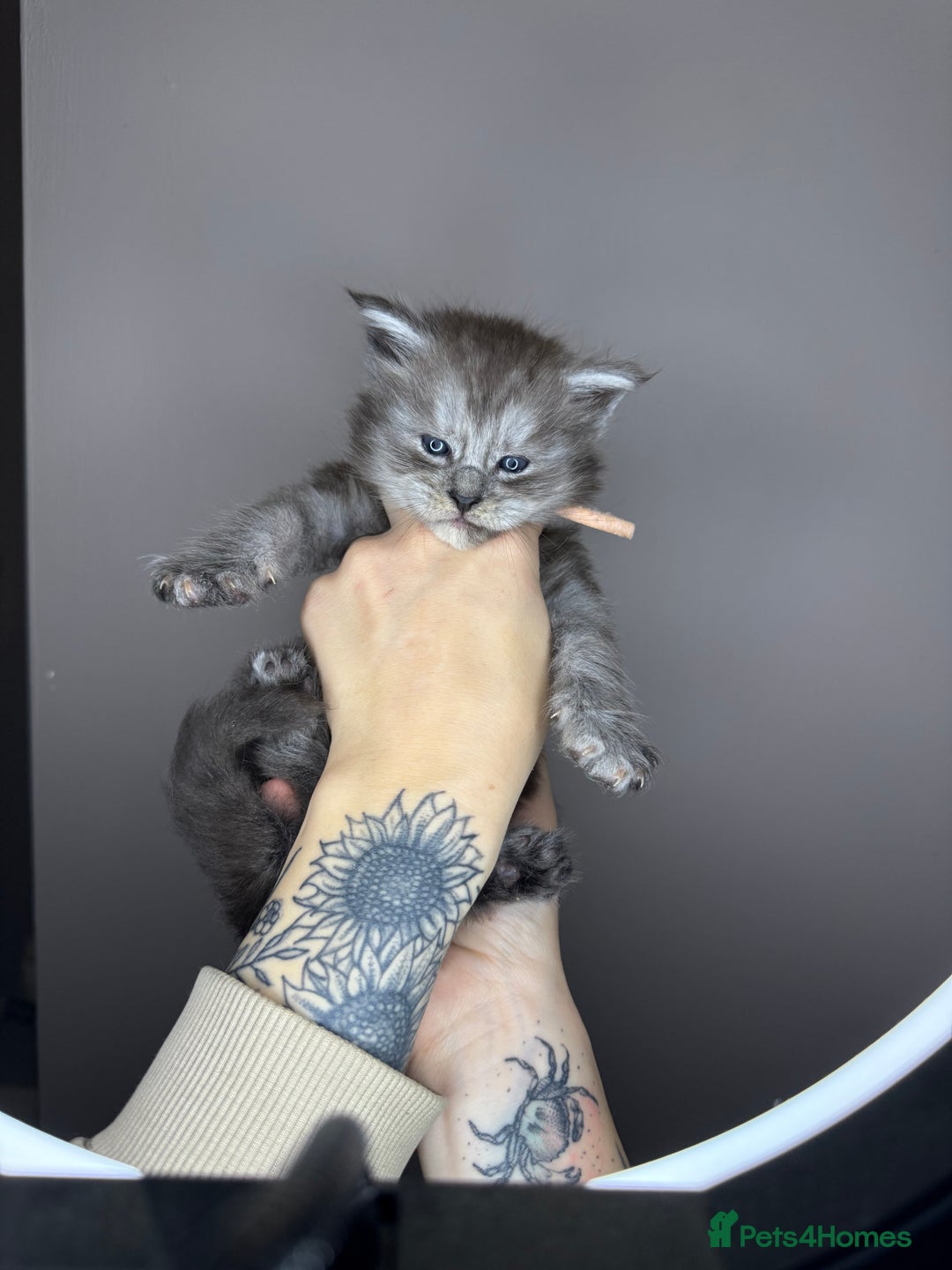 Maine Coon cats for sale: Female Black Smoke Maine Coon kittens - Image 1