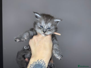 Maine Coon cats Female Black Smoke Maine Coon kittens - Advert 3