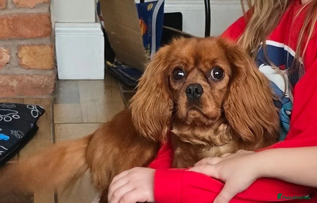Cavapoo dogs for sale: Health tested F1 cavapoo puppies  - Advert 1
