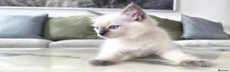 Ragdoll cats for sale: 🤍 Pure Ragdoll Boy Blue Point Kitten Ready Now - Advert 6