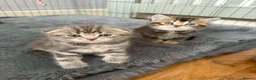 Scottish Fold cats for sale: Scottish fold kittens  - Advert 11