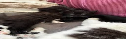 British Shorthair cats for sale: 2 lovely British short hair kittens - Advert 5