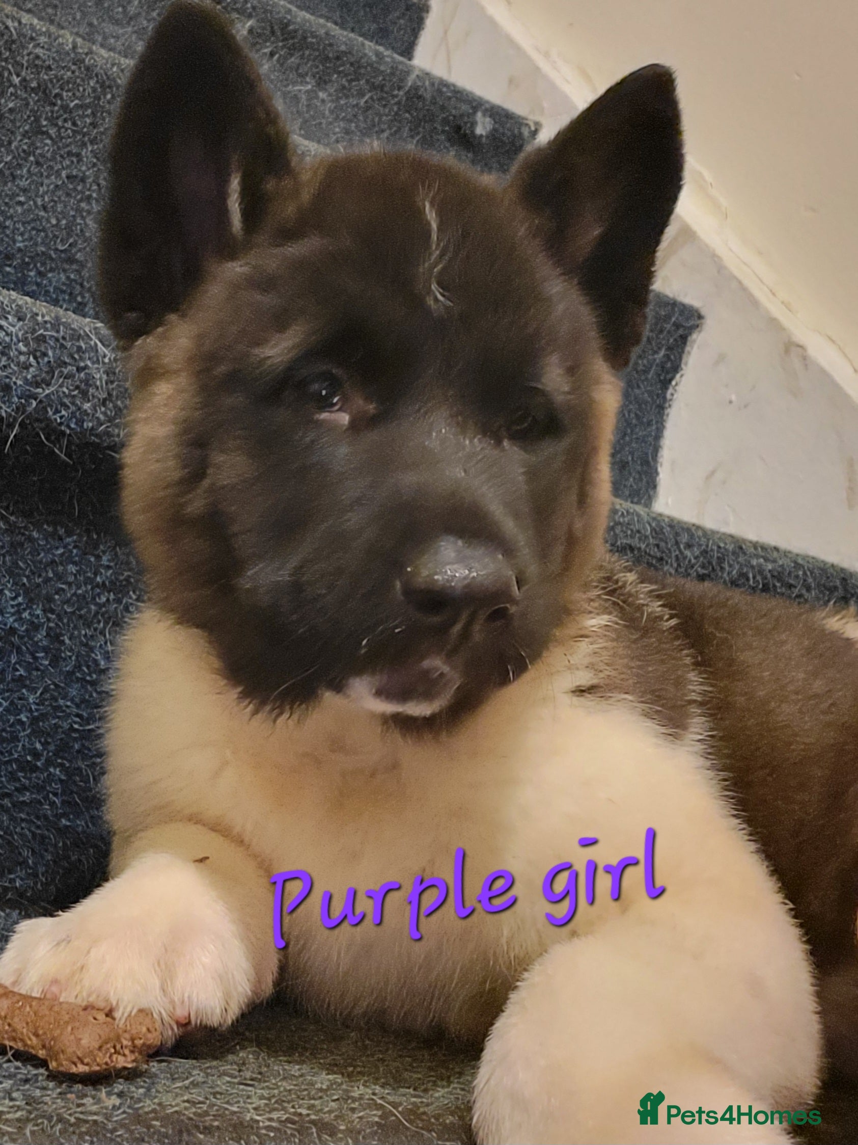 Akita dogs American Akita Puppies. Reduced Price until Sunday - Advert 2