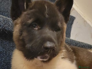 Akita dogs American Akita Puppies. Reduced Price until Sunday - Advert 15
