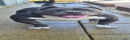 American Bully dogs for stud: EL Boy available for stud in Thetford - Advert 2