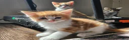 Mixed Breed cats for sale: 6 kittens  in Croydon - Advert 6