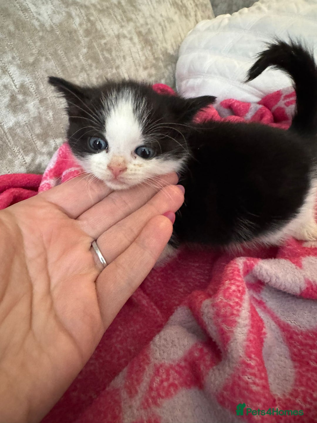 Mixed Breed cats for sale: 9 week old kittens - Image 1