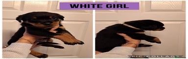 Rottweiler Puppy White