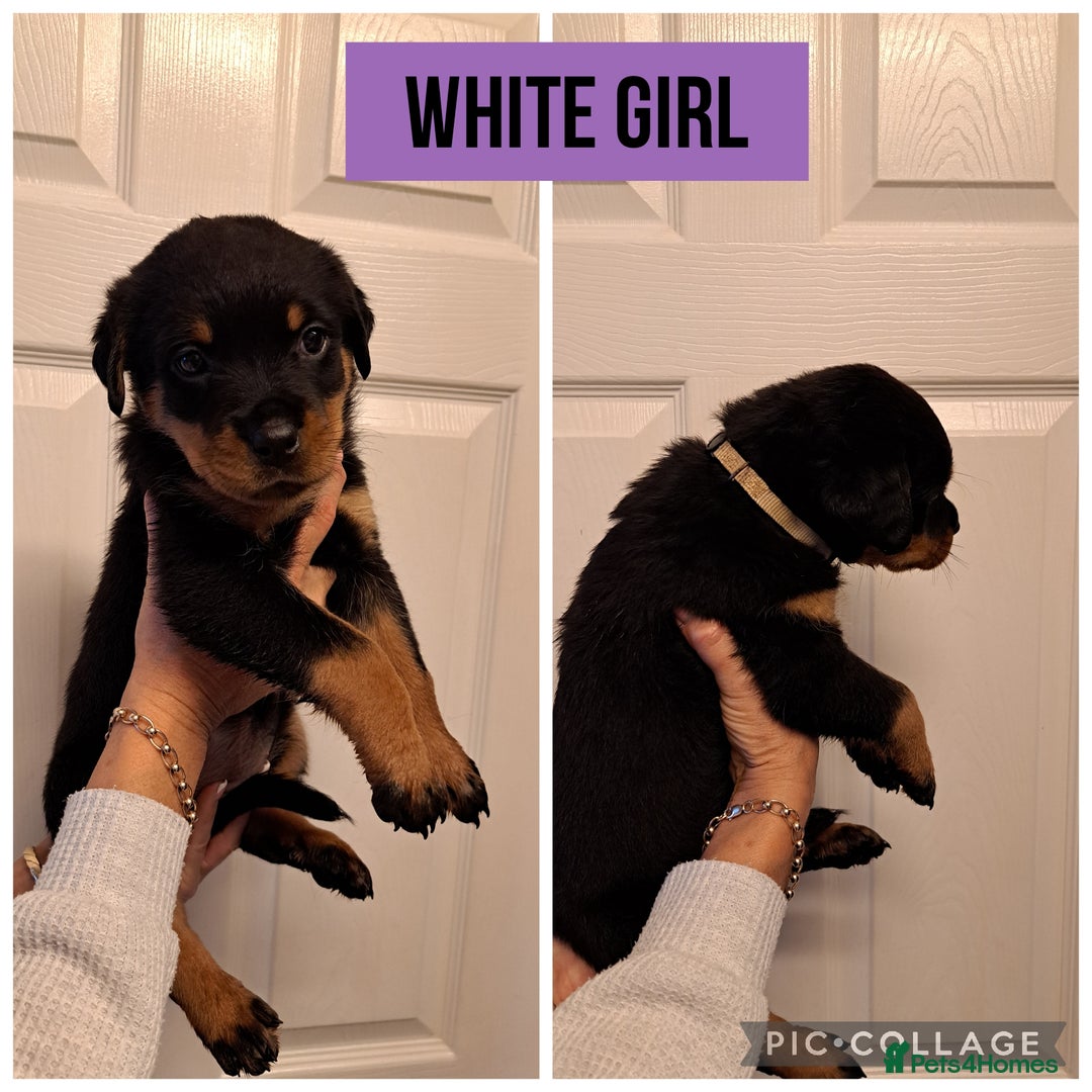 Rottweiler dogs for sale: Rottweiler pups looking for forever homes - Advert 6
