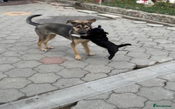 Mixed Breed dogs for adoption: MOCHI – a Superb young Girl for a Loving Home - Advert 6