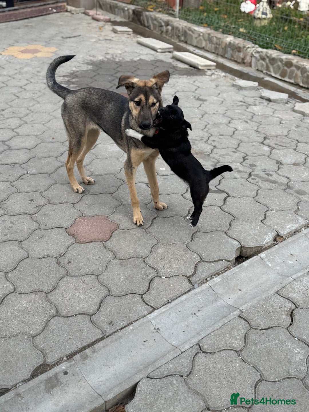 Mixed Breed dogs for adoption: MOCHI – a Superb young Girl for a Loving Home - Advert 6