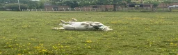 Welsh Section A horses for sale: Pony Club Pony - Advert 6
