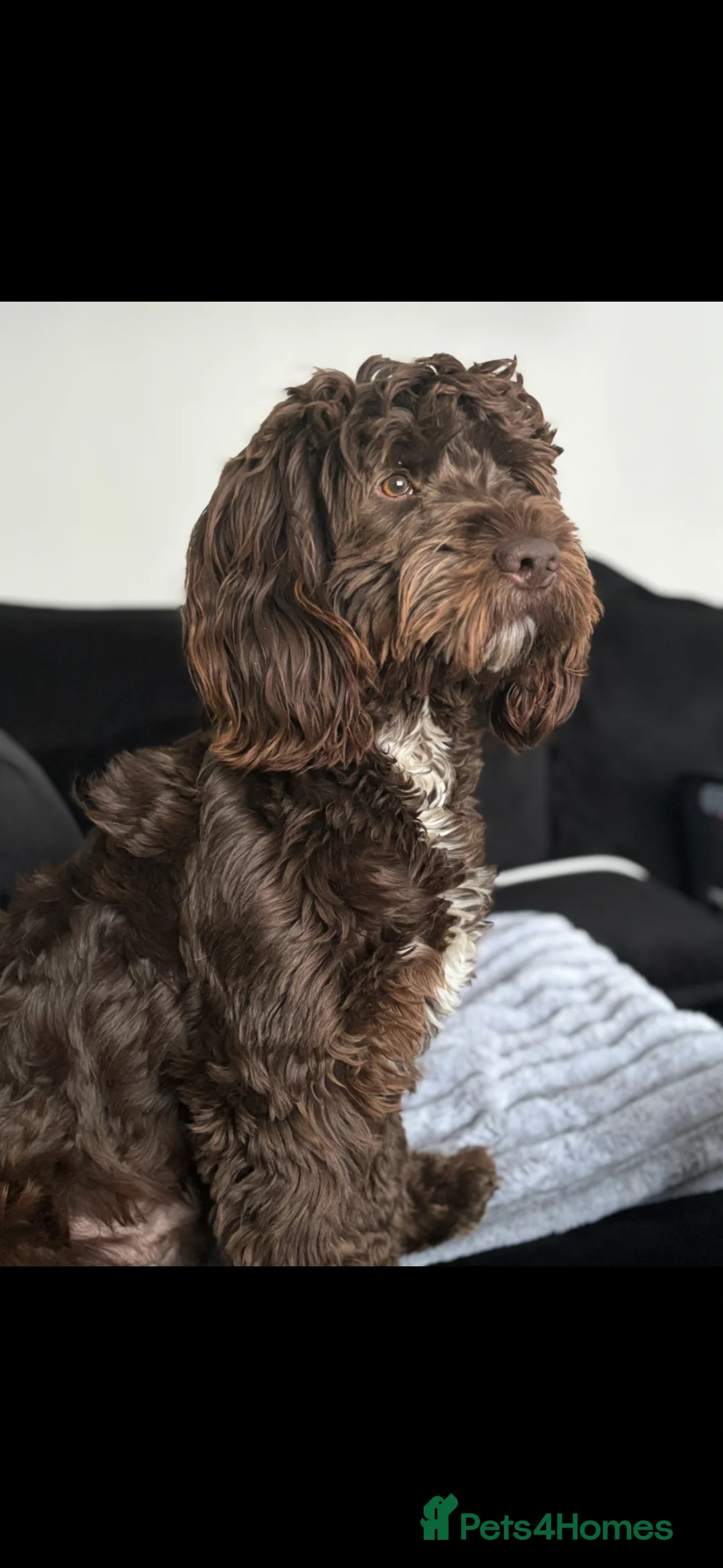 Mixed Breed dogs for stud: FOR STUD - Advert 1