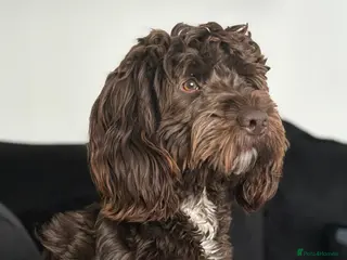 Mixed Breed dogs FOR STUD - Advert 9