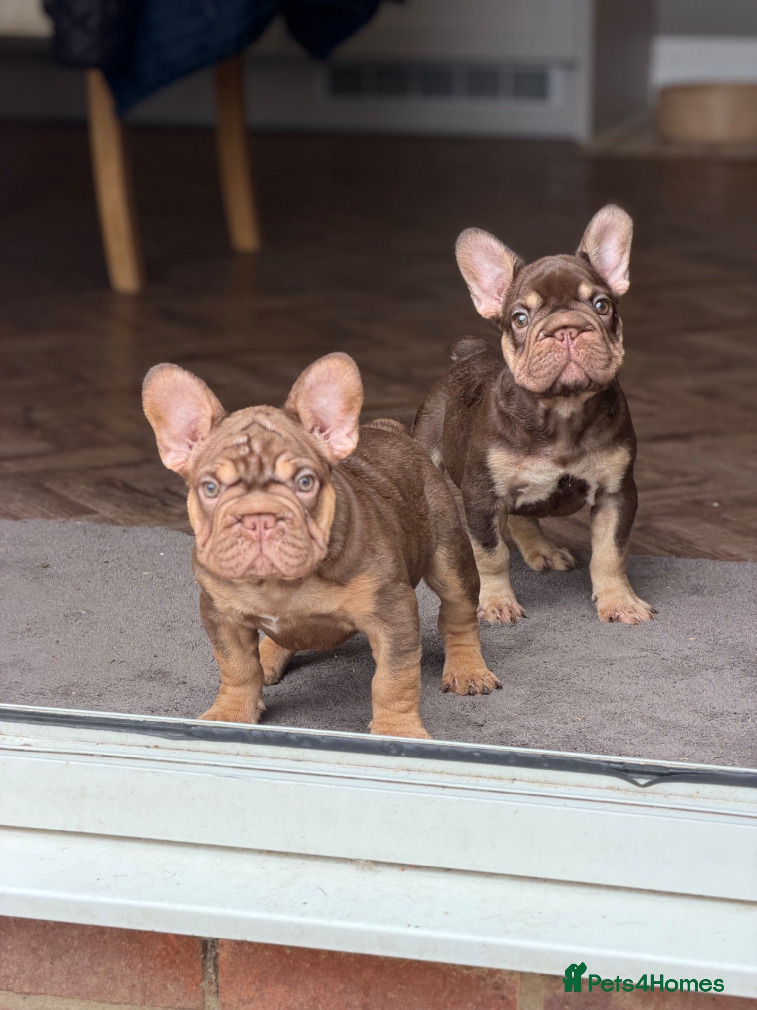 French Bulldog dogs Rojo French Bulldog  - Advert 2