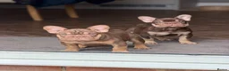 French Bulldog dogs for sale: Rojo French Bulldog  - Advert 1