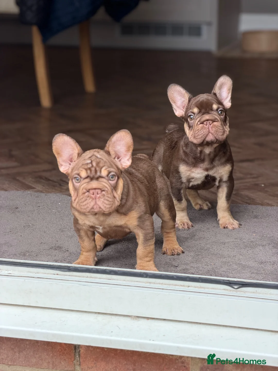 French Bulldog dogs for sale: Rojo French Bulldog  - Advert 1