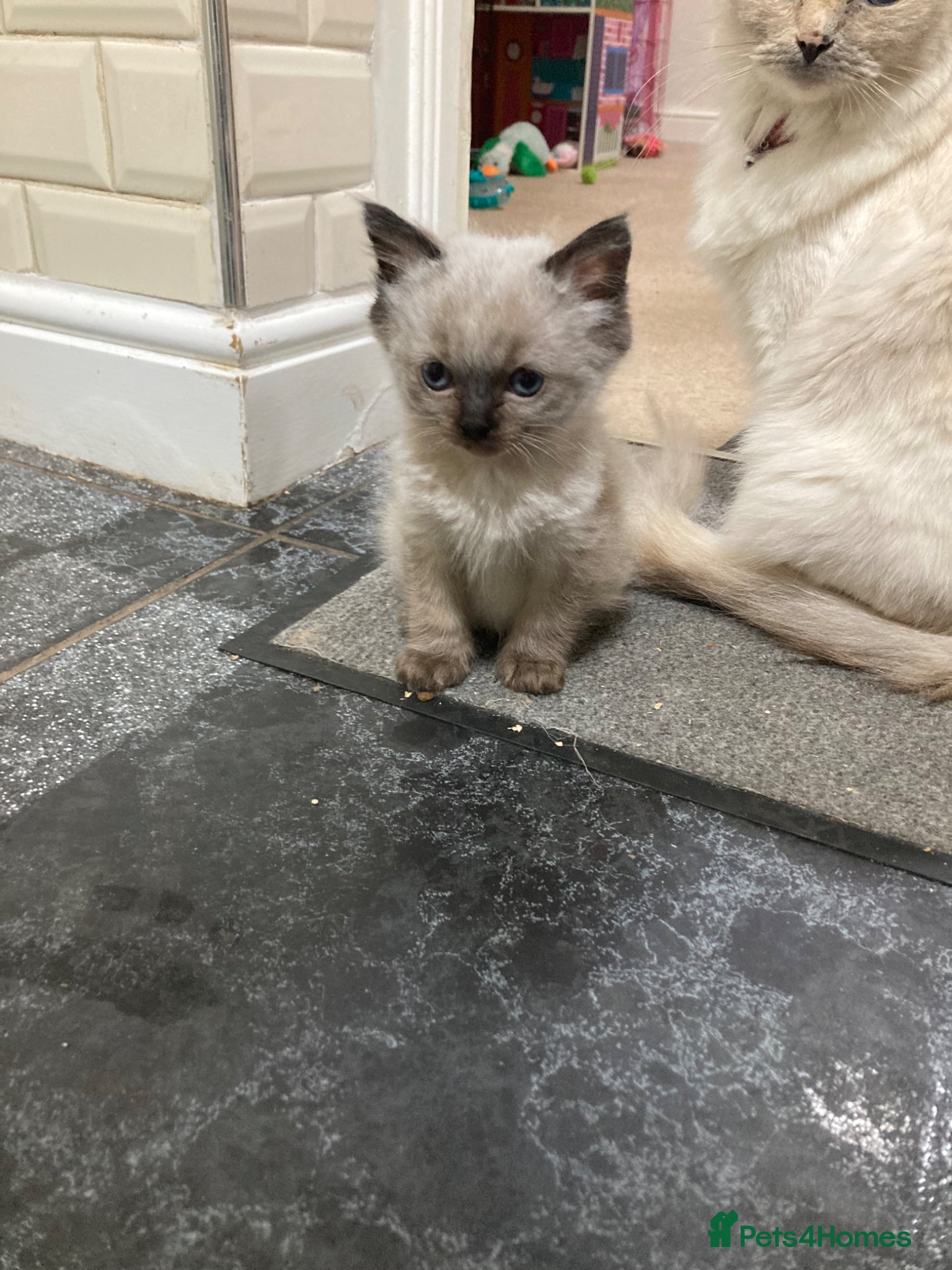 Ragdoll cats RARE CHOCOLATE Last Male Pure Ragdoll Kitten £600 - Advert 17