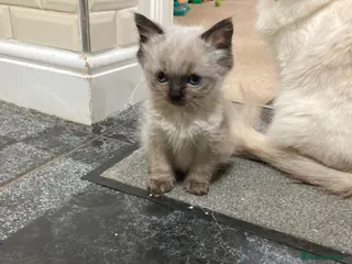 Ragdoll cats RARE CHOCOLATE Last Male Pure Ragdoll Kitten £600 - Advert 5